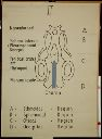 Vorschau Wandtafel, Neurocranium, Entwicklung II