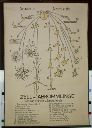 Vorschau Wandtafel, Zellabkömmlinge v. Neuralrohr u. -leiste