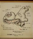 Vorschau Wandtafel, Cochlea und Utriculus