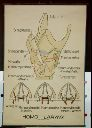 Vorschau Wandtafel, Homo: Larynx