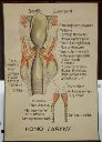 Vorschau Wandtafel, Homo, Larynx