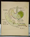 Vorschau Wandtafel, Oryctolagus, Verdauung, Caecotrophie