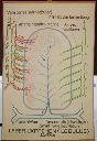 Vorschau Wandtafel, Leberläppchen, Schema