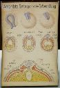 Vorschau Wandtafel, Amphibia, Embryonale Entwicklung II