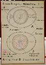 Vorschau Wandtafel, Entwicklung des Hühnchens I