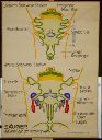 Vorschau Wandtafel, Säuger, Abkömmlinge der Kiemenspalten