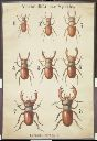 Vorschau Wandtafel, Lucanus cervus (Variation)