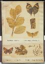Vorschau Wandtafel, Mimese, Lepidoptera