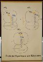 Vorschau Wandtafel, Protein-Synthese am Ribosom