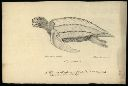 Vorschau Handzeichnung einer  Lederschildkröte