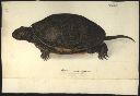 Vorschau Handzeichnung, F.W. Wunder, Europäische Sumpfschildkröte