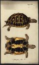 Vorschau Handzeichnung, F.W. Wunder, Griechische Landschildkröte