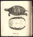Vorschau Kupferstich nach F.W. Wunder,  Geometrische Schildkröte
