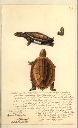 Vorschau Handzeichnung, Krüger jun. Schildkrötenstudie
