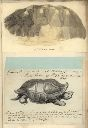 Vorschau Handzeichnung, Waldschildkröte und Indische Schildkröte