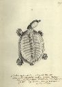 Vorschau Handzeichnung, Valentin Bischoff, Weichschildkröte