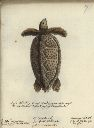 Vorschau Handzeichnung, F. Zehelein, Unechte Karettschildkröte