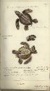 Vorschau Handzeichnung, F. Zehelein, Meeresschildkröten