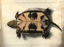 Vorschau Handzeichnung, O.Targioni-Tozzetti, Europäische Sumpfschildkröte