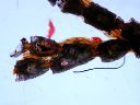 Vorschau Catenicella plagiostoma (Tentaculata), Mikropräparat