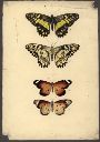 Vorschau Handzeichnung, Papilionidae