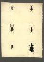 Vorschau Handzeichnung, Sechs Käfer I