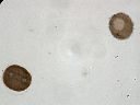 Vorschau Schnitt durch Gelege, Strongylocentrotus lividus (Echinodermata)
