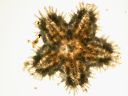 Vorschau Seestern, jung (Echinodermata)