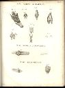 Vorschau Alexander von Humboldt, Reisewerk, Zoologie, Tafel III. Über das Zungenbein und den Kehlkopf der Vögel, der Affen, und des Krokodills