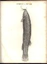 Vorschau Alexander von Humboldt, Reisewerk, Zoologie, Tafel VI. Eremophilus mutisii