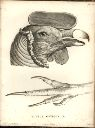 Vorschau Alexander von Humboldt, Reisewerk, Zoologie, Tafel IX. Kopf und Klaue des Condor