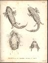 Vorschau Alexander von Humboldt, Reisewerk, Zoologie, Tafel XII. Axolotl