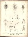 Vorschau Alexander von Humboldt, Reisewerk, Zoologie, Tafel XIII. Splanchnologie der Larven [...]