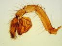 Vorschau Pedipalpus männl., Spinne (Araneae)