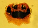 Vorschau Augenfeld, Spinne (Steatoda bipunctata)