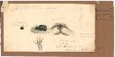 Vorschau Handzeichnung, Blandowski, Limnodynastes tasmaniensis
