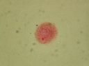 Vorschau Mikropräparat, Monocystis magna aus dem Regenwurmhoden