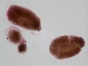 Vorschau Mikropräparat, Clepsidrina blattarum