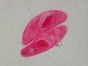 Vorschau Mikropräparat, Paramecium