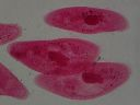 Vorschau Mikropräparat, Paramecium