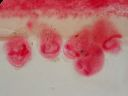 Vorschau Mikropräparat, Vorticella (Glockentierchen) auf Polypenstock