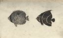 Vorschau Handzeichnung, Bloch, Chaetodon unimaculatus
