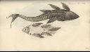 Vorschau Handzeichnung, Bloch, Loricariichthys maculatus