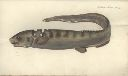Vorschau Handzeichnung, Bloch,  Notacanthus chemnitzii