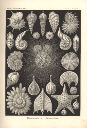 Vorschau Lithographie, Haeckel, Tafel 2:  Globigerina