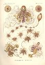 Vorschau Lithographie, Haeckel, Tafel 6:  Epibulia