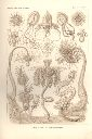 Vorschau Lithographie, Haeckel Tafel 7:  Tubuletta