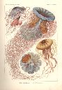 Vorschau Lithographie, Haeckel, Tafel 8:  Desmonema