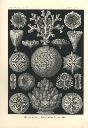 Vorschau Lithographie, Haeckel, Tafel 9:  Maeandrina