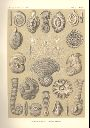Vorschau Lithographie, Haeckel, Tafel 12:  Miliola